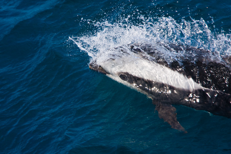 Hourglass Dolphin